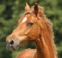 images/avatars/avatar-338.jpeg