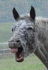 images/avatars/avatar-459.gif